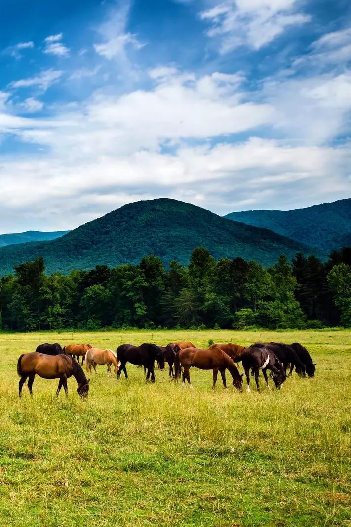 Cades Cove